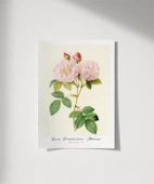 Çerçevesiz Poster Rosa Damascane Italica thumbnail 1