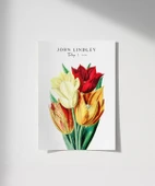 Çerçevesiz Poster John Lindley Lale thumbnail 1