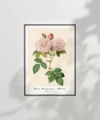 Çerçevesiz Poster Rosa Damascane Italica thumbnail 2