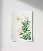 Çerçevesiz Poster Ohara Koson Zambaklar thumbnail 1