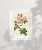 Çerçevesiz Poster Rosa Damascane Italica thumbnail 6