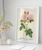 Çerçevesiz Poster Rosa Damascane Italica thumbnail 5