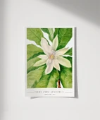 Çerçevesiz Poster Mary Vaux Walcott Umbrella Tree thumbnail 7