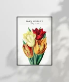 Çerçevesiz Poster John Lindley Lale thumbnail 2