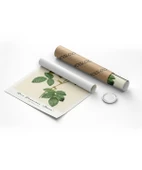 Çerçevesiz Poster Rosa Damascane Italica thumbnail 8