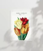 Çerçevesiz Poster John Lindley Lale thumbnail 6