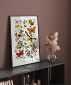 Çerçevesiz Poster Kelebekler ve Güveler thumbnail 5