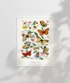 Çerçevesiz Poster Kelebekler ve Güveler thumbnail 3