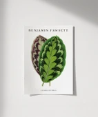 Çerçevesiz Poster Benjamin Fawsett Calathea Veitchiana thumbnail 1