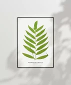 Çerçevesiz Poster Polypodium Inaequale thumbnail 7