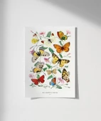 Çerçevesiz Poster Kelebekler ve Güveler thumbnail 1