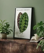Çerçevesiz Poster Benjamin Fawsett Calathea Veitchiana thumbnail 5