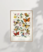 Çerçevesiz Poster Kelebekler ve Güveler thumbnail 8
