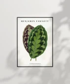 Çerçevesiz Poster Benjamin Fawsett Calathea Veitchiana thumbnail 7