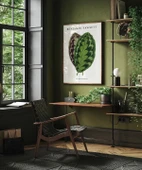 Çerçevesiz Poster Benjamin Fawsett Calathea Veitchiana thumbnail 4