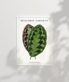 Çerçevesiz Poster Benjamin Fawsett Calathea Veitchiana thumbnail 3
