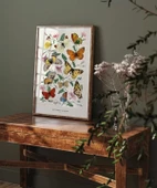 Çerçevesiz Poster Kelebekler ve Güveler thumbnail 6