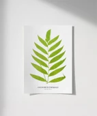 Çerçevesiz Poster Polypodium Inaequale thumbnail 1
