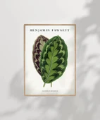 Çerçevesiz Poster Benjamin Fawsett Calathea Veitchiana thumbnail 8