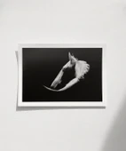 Çerçevesiz Poster Gölgedeki Asalet thumbnail 1