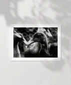 Çerçevesiz Poster Ördekler Arasında thumbnail 6