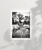 Çerçevesiz Poster Meraklı Bakışlar thumbnail 6