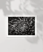 Çerçevesiz Poster Doğanın Geometrisi thumbnail 6