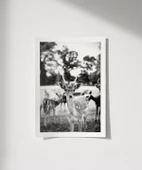 Çerçevesiz Poster Meraklı Bakışlar thumbnail 1