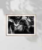 Çerçevesiz Poster Ördekler Arasında thumbnail 7