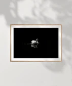 Çerçevesiz Poster Gecenin Yalnız Kuğusu thumbnail 7