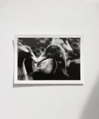 Çerçevesiz Poster Ördekler Arasında thumbnail 1