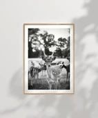 Çerçevesiz Poster Meraklı Bakışlar thumbnail 7