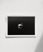 Çerçevesiz Poster Gecenin Yalnız Kuğusu thumbnail 1