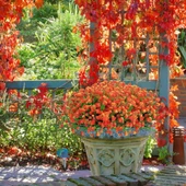 Nettenevime 6lı Set Yapay Çiçek Sazlı Lotus Turuncu Renk 7 Dal Plastik  30cm thumbnail 5