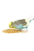 Beaks  Beak's Kabuksuz Muhabbet Kuş Yemi 750 gr - 3