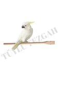 Tüylü Tezgah  Doğal Tahta Tünek 40 cm Kuş Tüneği 2 Adet Kafes Kuşları için Doğal Tahta Tünek - 2