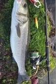 Sardin 60g - Sahte Yem Kaşık Rapala - Levrek, Palamut, Lüfer, Çinekop, Turna Için En Iyi Jig Yemi - 6