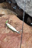 Sardin 60g - Sahte Yem Kaşık Rapala - Levrek, Palamut, Lüfer, Çinekop, Turna Için En Iyi Jig Yemi - 5