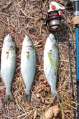 Sardin 60g - Sahte Yem Kaşık Rapala - Levrek, Palamut, Lüfer, Çinekop, Turna Için En Iyi Jig Yemi - 4