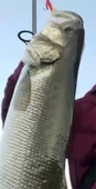 Sardin 60g - Sahte Yem Kaşık Rapala - Levrek, Palamut, Lüfer, Çinekop, Turna Için En Iyi Jig Yemi - 5