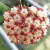 BitkiTÜRK MUM HOYA ÇİÇEĞİ FİDESİ - 1