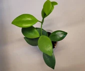 BitkiTÜRK MUM HOYA ÇİÇEĞİ FİDESİ - 3