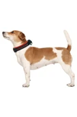 M-PETS Hiking Reflektörlü Soft Boyun Tasması (xl) - 3
