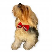 GC Silver Yılbaşı Köpek Papyonu - 2