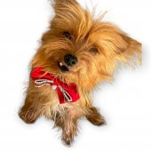 GC Silver Yılbaşı Köpek Papyonu - 3