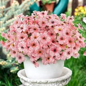 Nettenevime 6lı Set Yapay Çiçek Sazlı Mine Pembe Renk 5 Dallı 33cm thumbnail 5