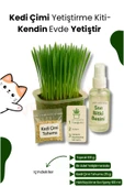 KorPet Kedi Otu Çimi Kiti – Evde Yetiştir, Pratik ve Eğlenceli Set - 1