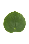 Salon Bitkileri Pilea Peperomioides Çin Para Bitkisi Iç Mekan Bitkileri thumbnail 3