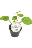 Salon Bitkileri Pilea Peperomioides Çin Para Bitkisi Iç Mekan Bitkileri thumbnail 2