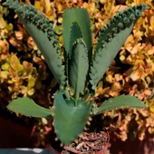 Aşkın Gözyaşı Çiçeği Mini (Kalanchoe Daigremontiana) Fidanı 10-20 cm thumbnail 1